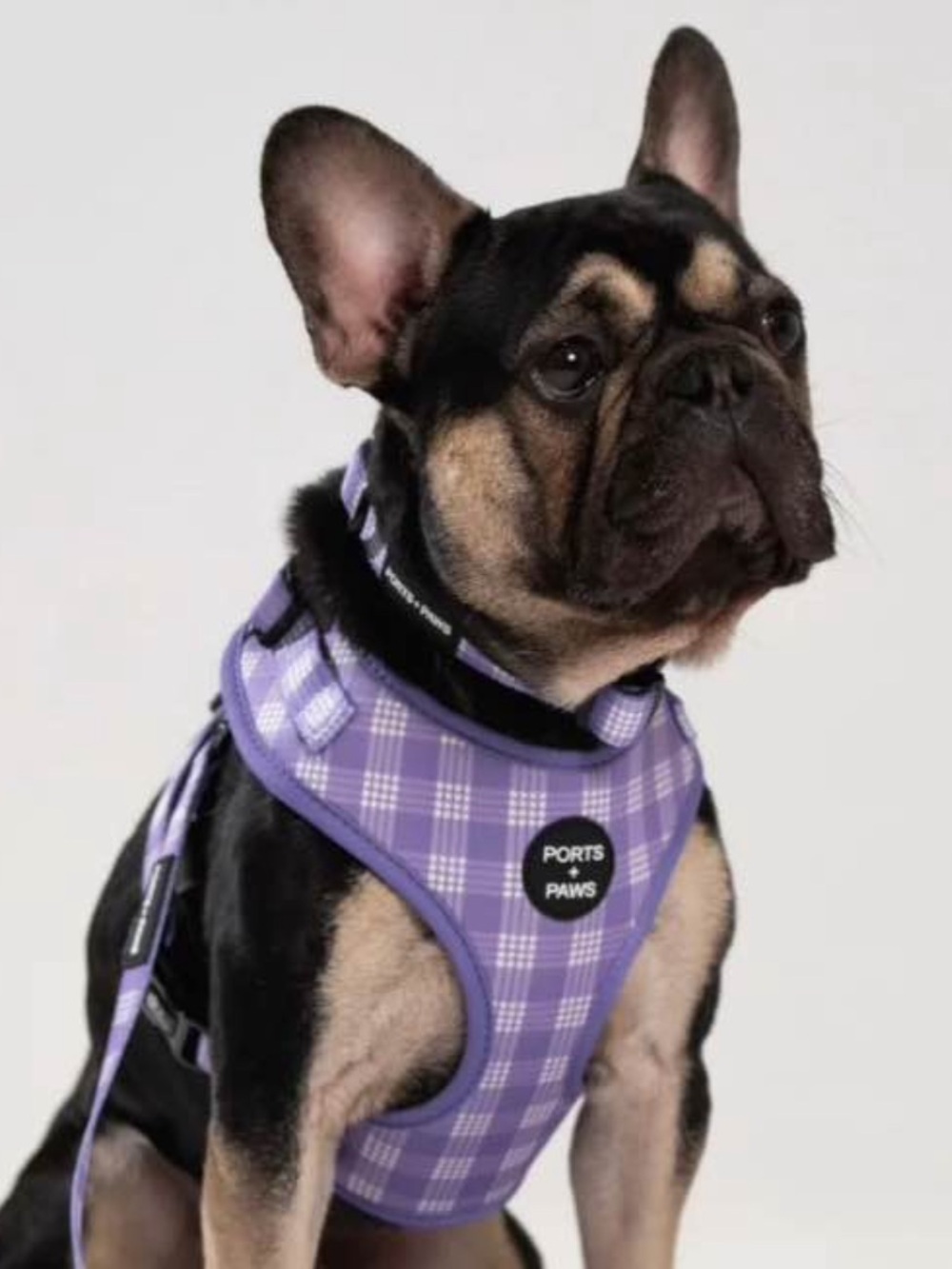 Ports + Paws 🐾 Hawaii LARGE • Purple Palaka • Adjustable Harness